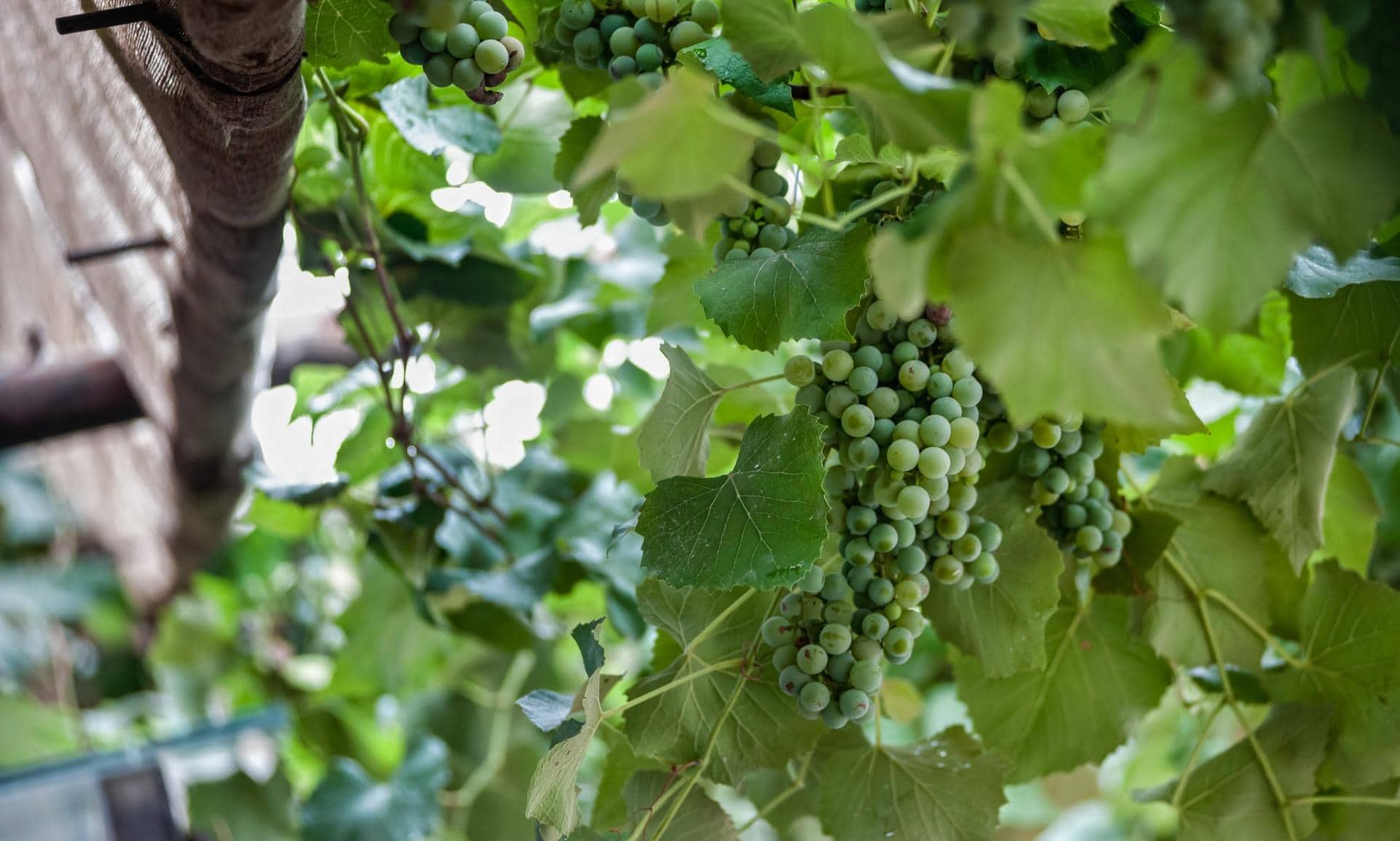 Antica Corte Pallavicina