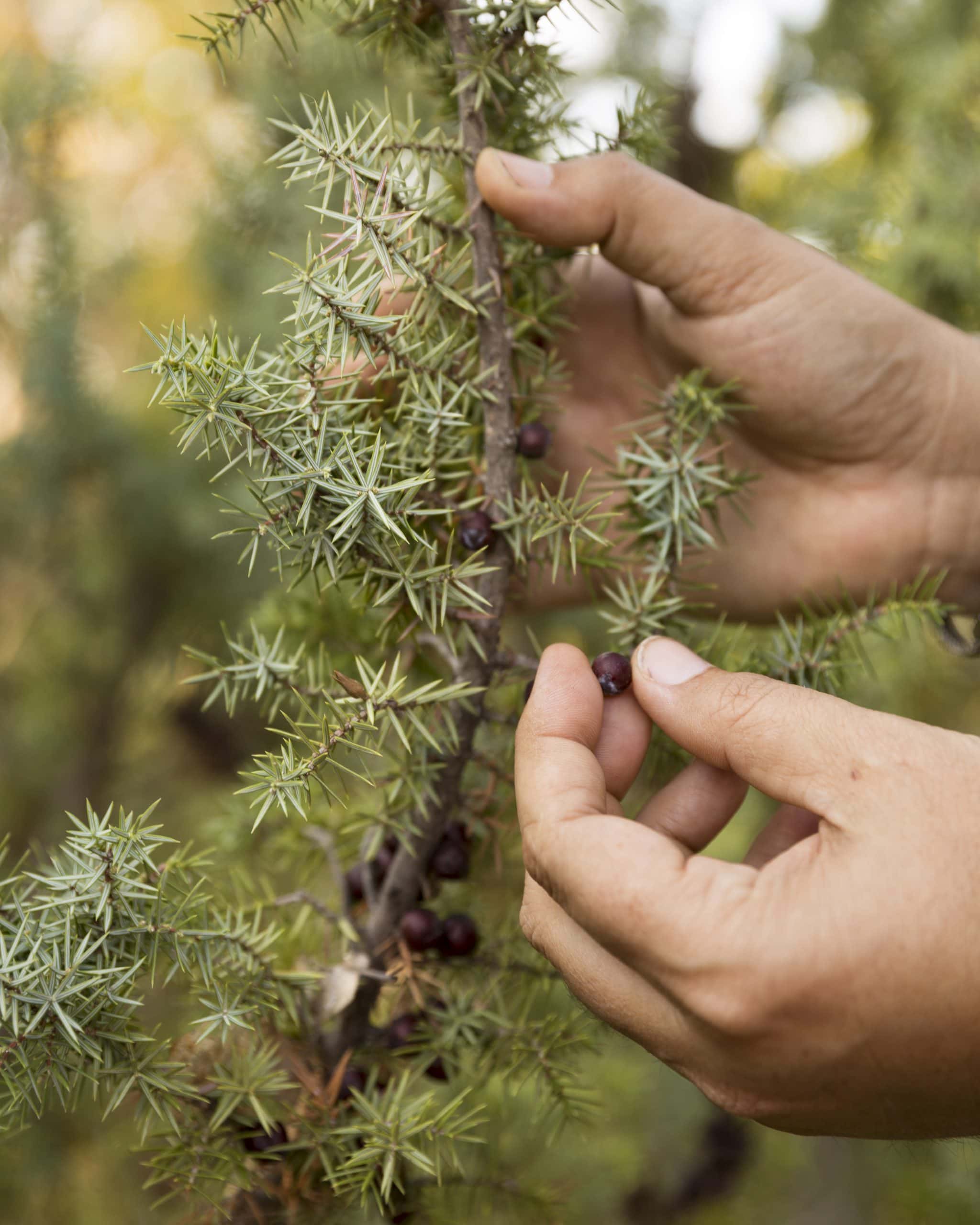 Tenuta Borgo Santa Cecilia