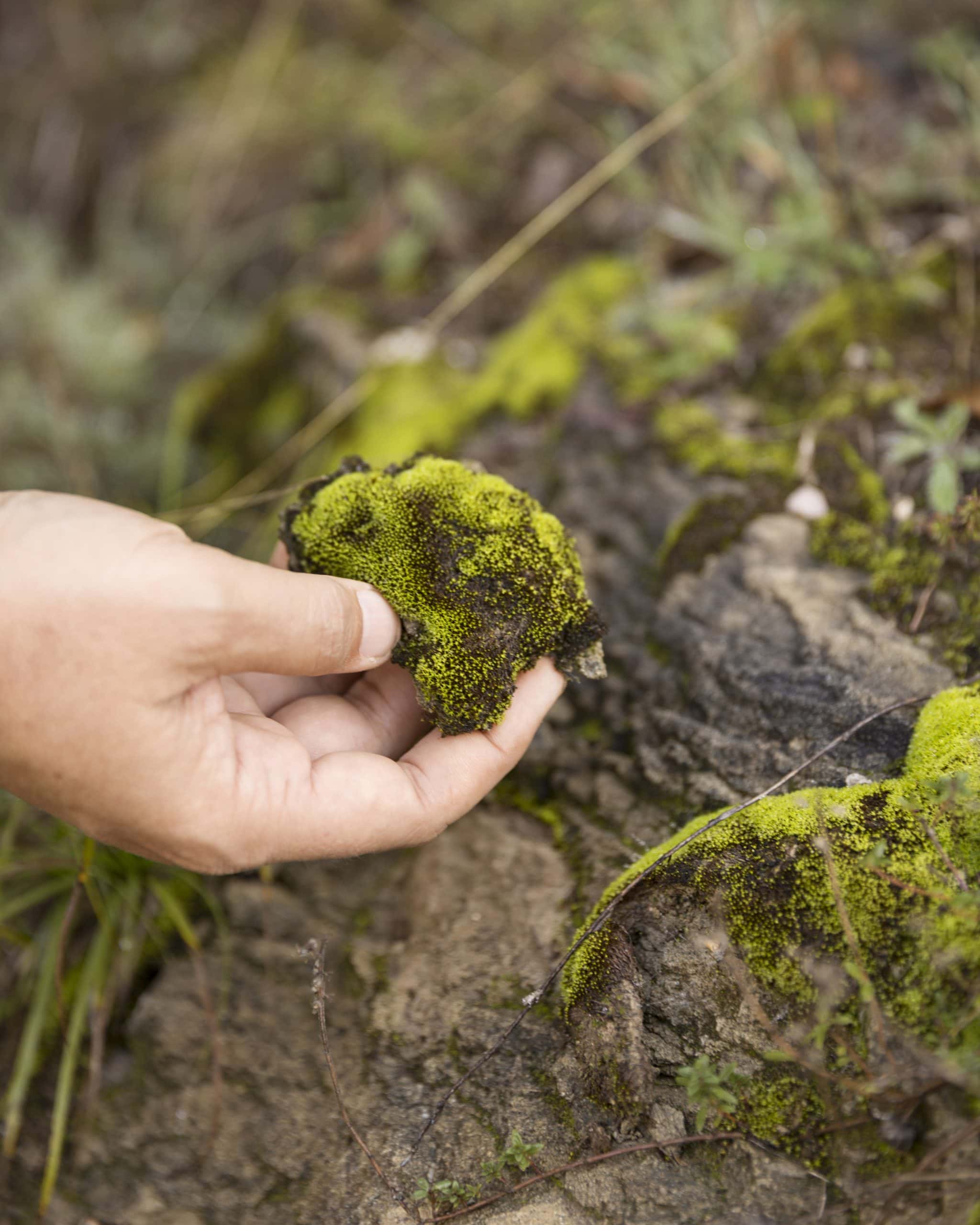 Tenuta Borgo Santa Cecilia