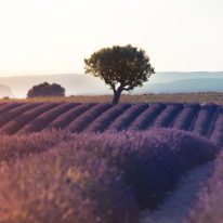 Accueil lavande provence