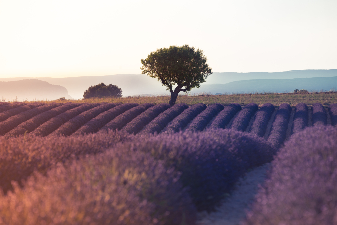 Champs de lavande en provence. le-slow-tourisme