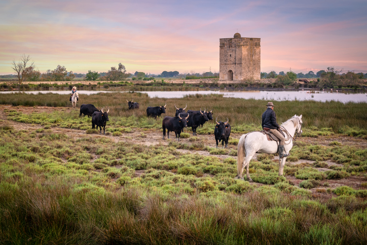 le-slow-tourisme. Paysage de Camargue avec taureaux et cow-boys