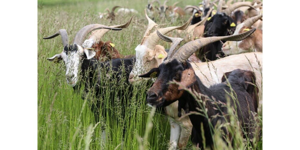 Région Bourgogne-Franche-Comté fête de la transhu-mance dans le morvan