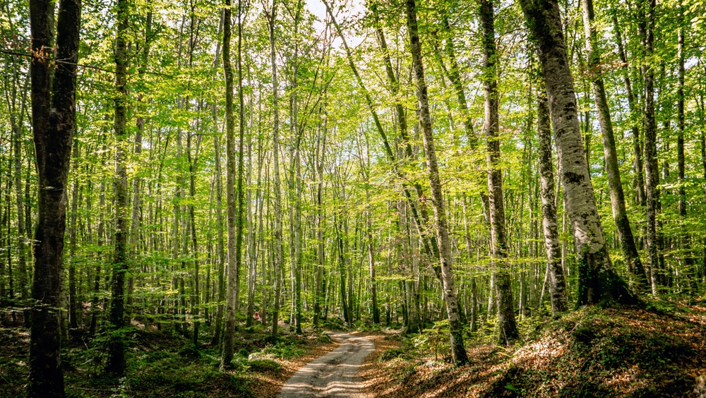 Where to go in Europe in June shutterstock 2480433099 cm. vinuesa fageda den jorda a a santa pau la garrotxa catalogne espagne