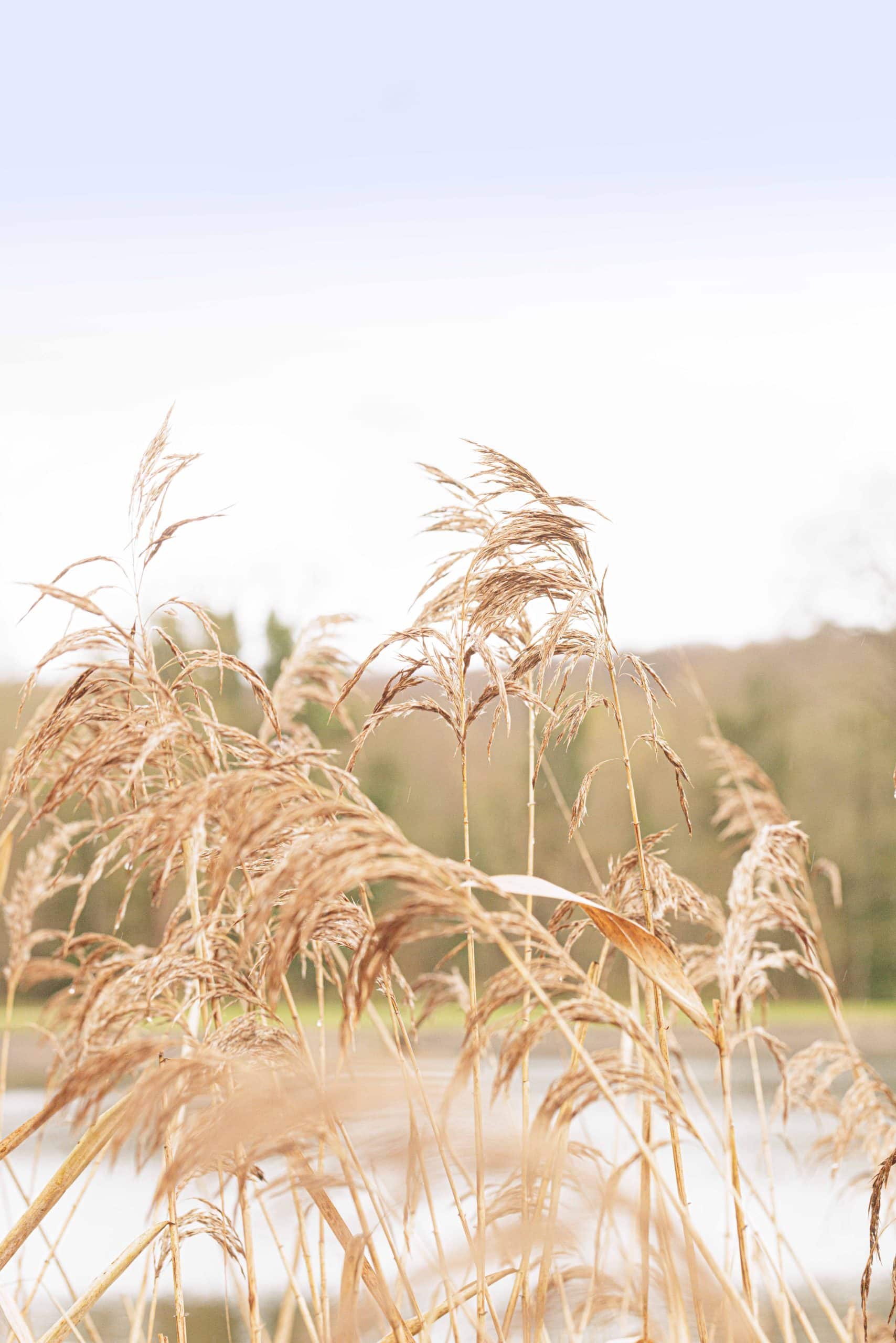 Les Roseaux, Restaurant du Hangar Y
