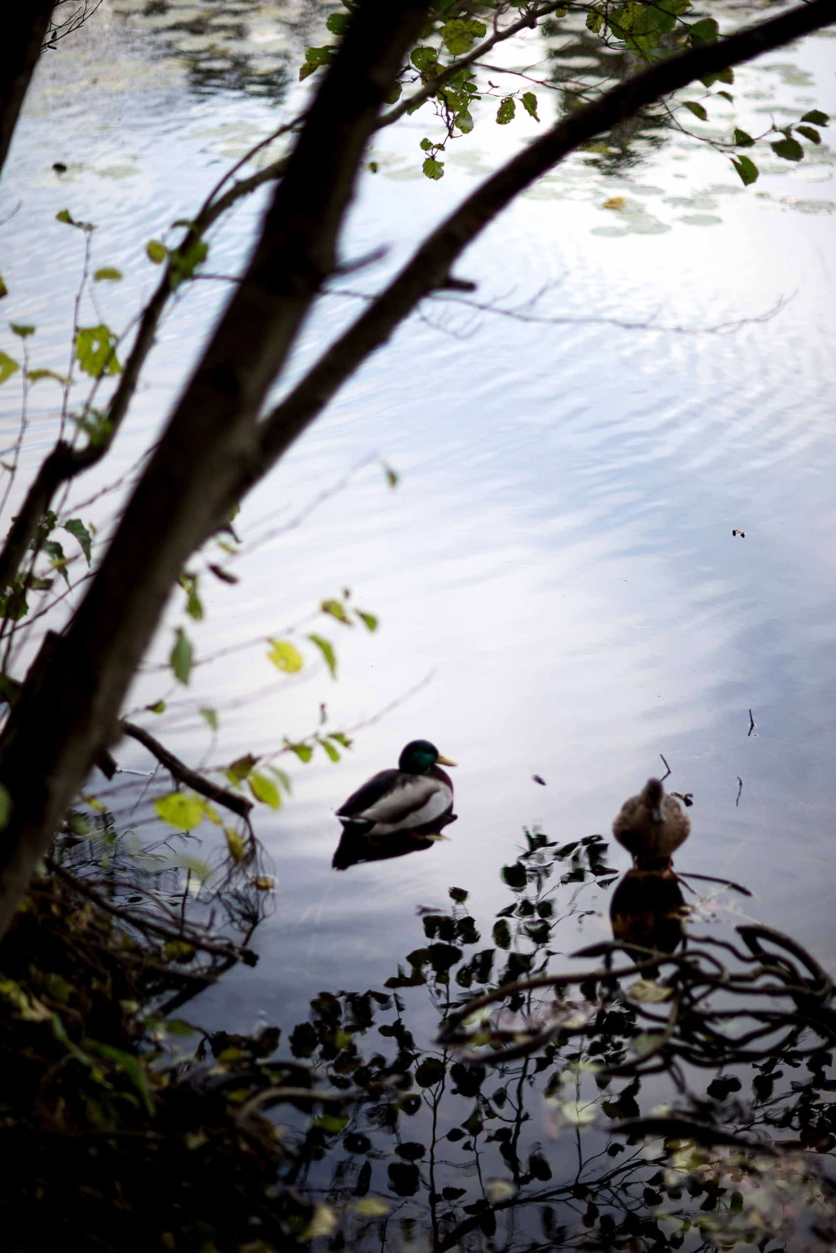 Les Roseaux, Restaurant du Hangar Y