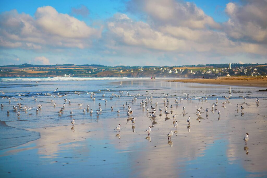 faune et flaure de bretagne ©shutterstock 1800767695 ekaterina pokrovsky