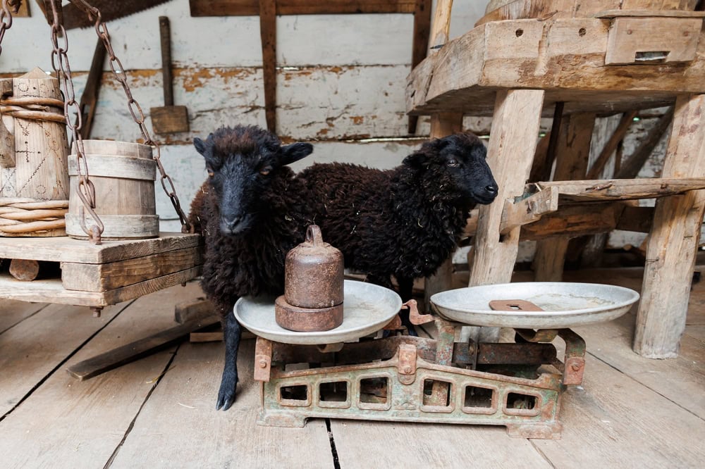 moutons noirs douessant ©shutterstock 2203022117 karkhut