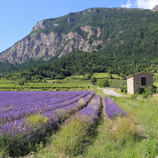 Where to go in Europe in June shutterstock 1788837215 cphotosimysia paysage francais dete. champ de lavande montagnes et vignobles. departement de la drome provencale. panorama edited