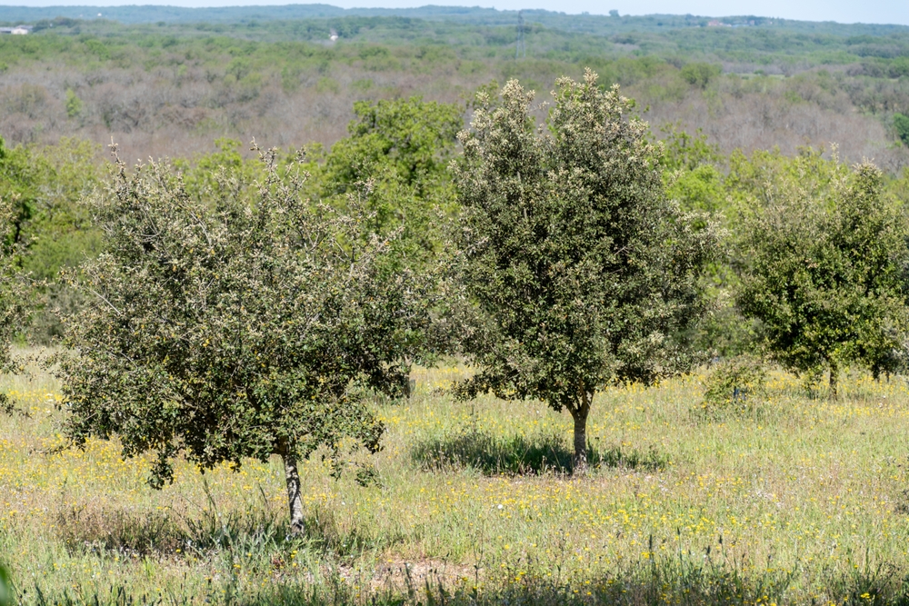 Région Nouvelle Aquitaine truffes en dordogne