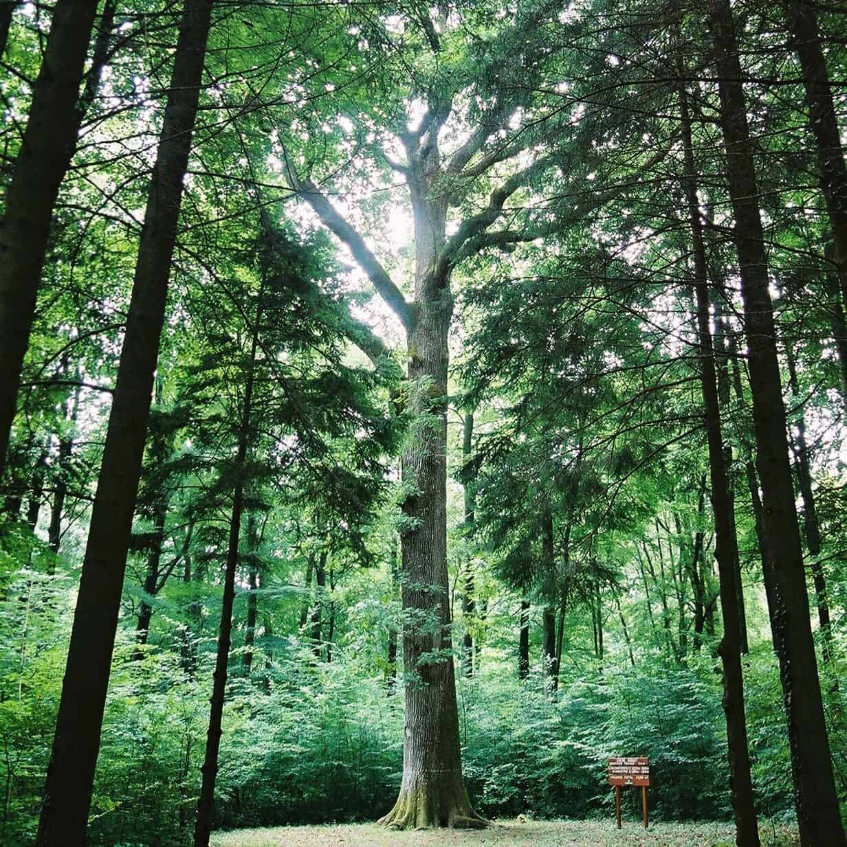 Que faire en juillet 2025 : les événements de Teritoria champagne henri giraud argonne forest 2 edited
