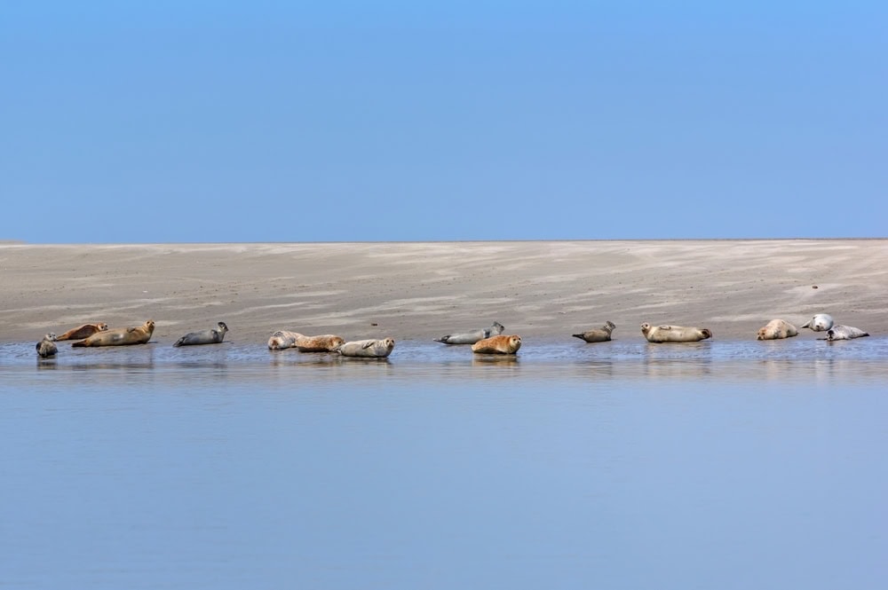 phoques de la baie de somme shutterstock 2137273227 bensliman hassan 1