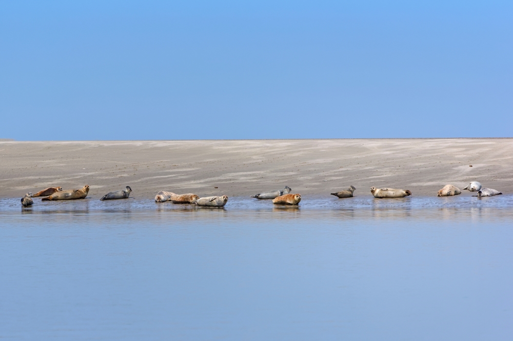Aisne : art de vivre en Hauts-de-France phoques de la baie de somme shutterstock 2137273227 bensliman hassan