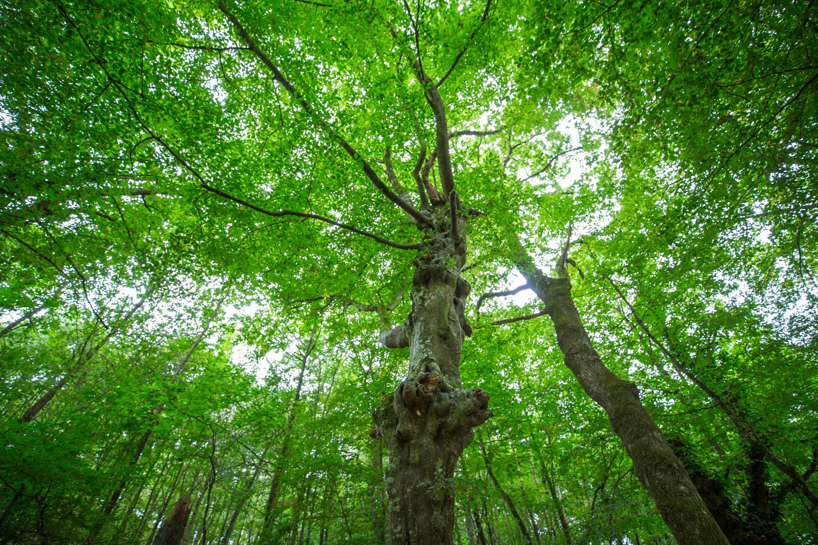 Région Bretagne foret broceliande bretagne france li sen