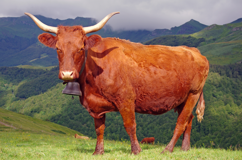 La Route des Fromages d'Auvergne vache rouge dauvergne shutterstock 1365954020 fabien monteil