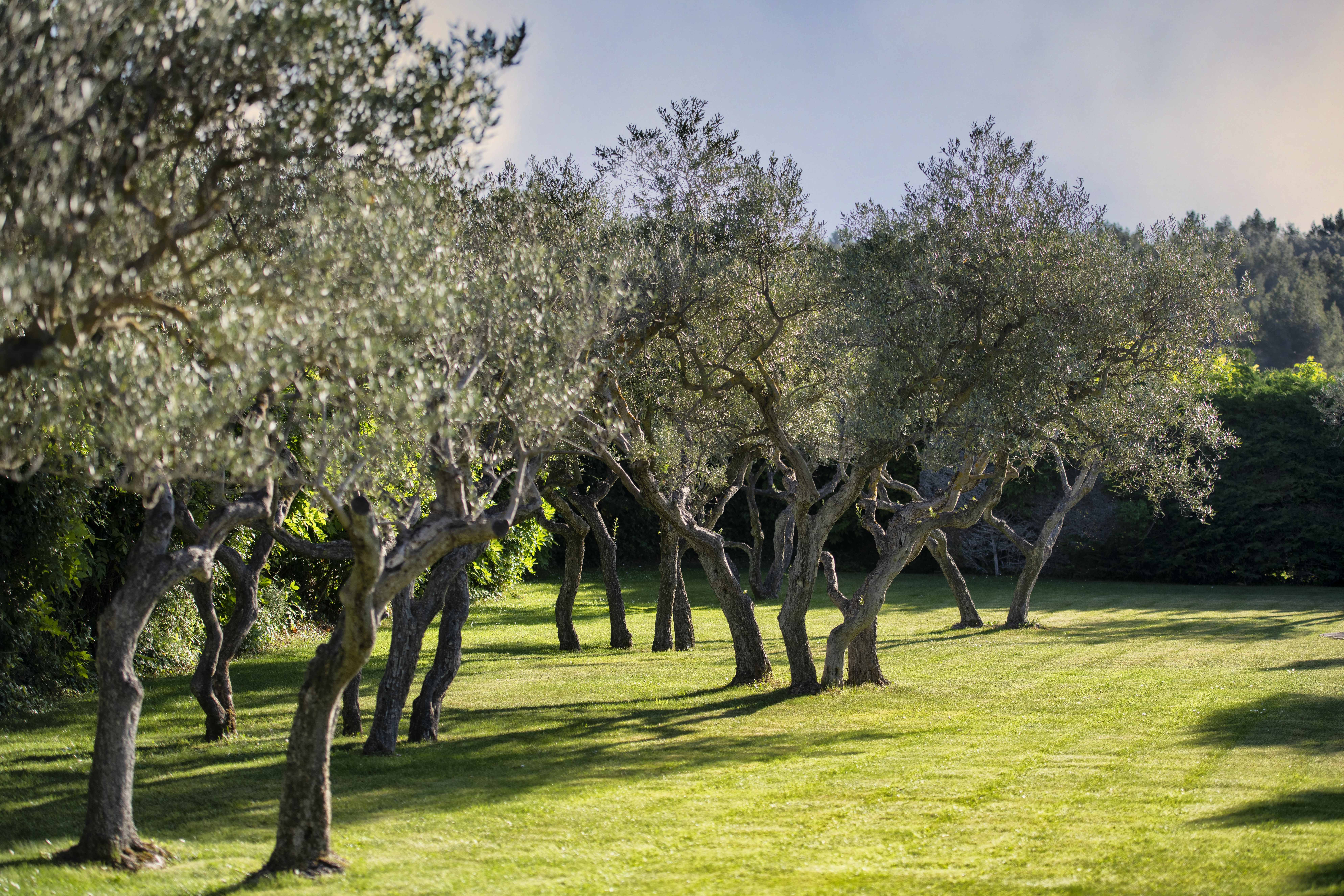 Jardin