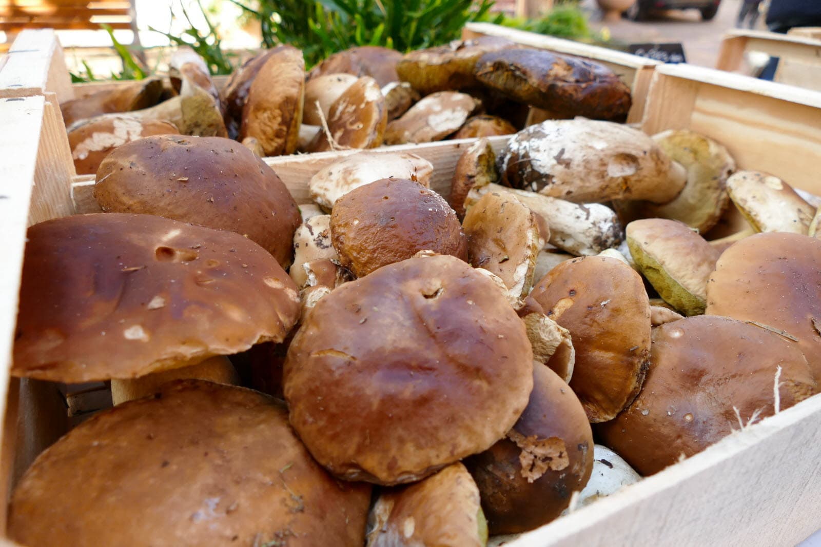 la fête du champignon à eguisheim