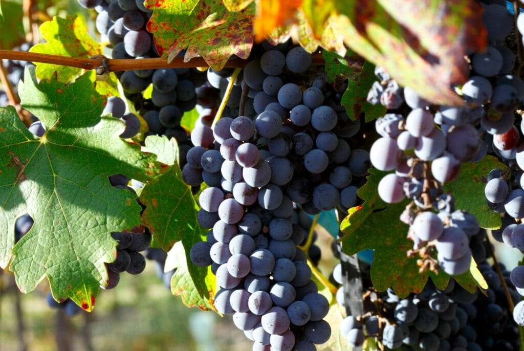 Que faire à Arbois ? istock 1345463806 rostislav sedlacek grapes raisin vignes 1
