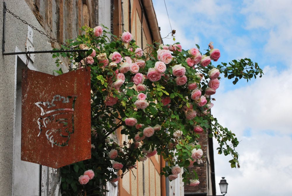 Provins cité médiévale : joyau d'Île-de-France rose provins shutterstock 1008371383 paola balduzzi