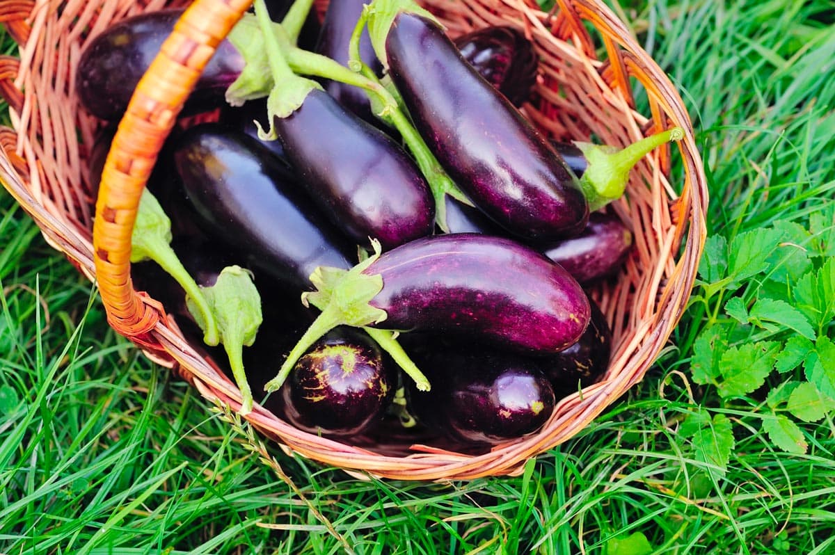 sagra della melanzana (calabre)