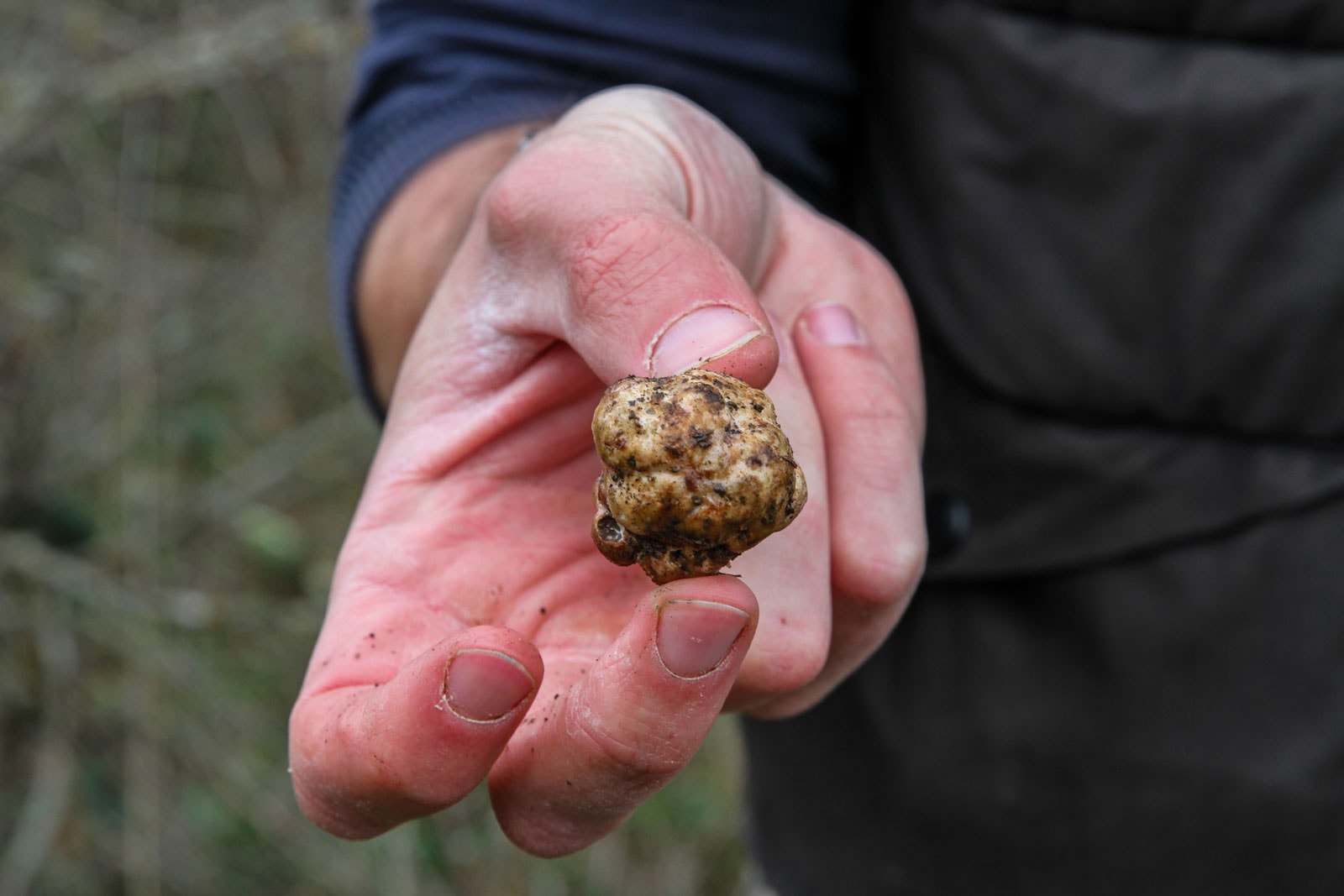 festival international de la truffe blanche à savigno