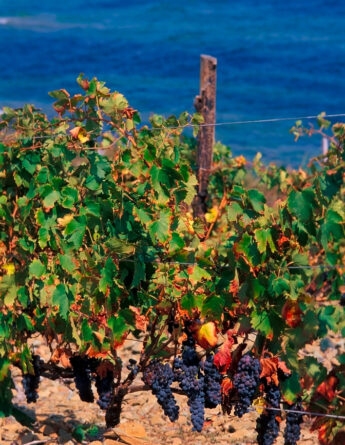 shutterstock 2578259001 cgiovanni rinaldi france corse corse vignobles en bord de mer sur la cote est au nord de bastia
