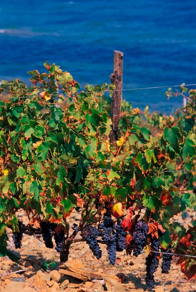 fiera di u vinu à luri