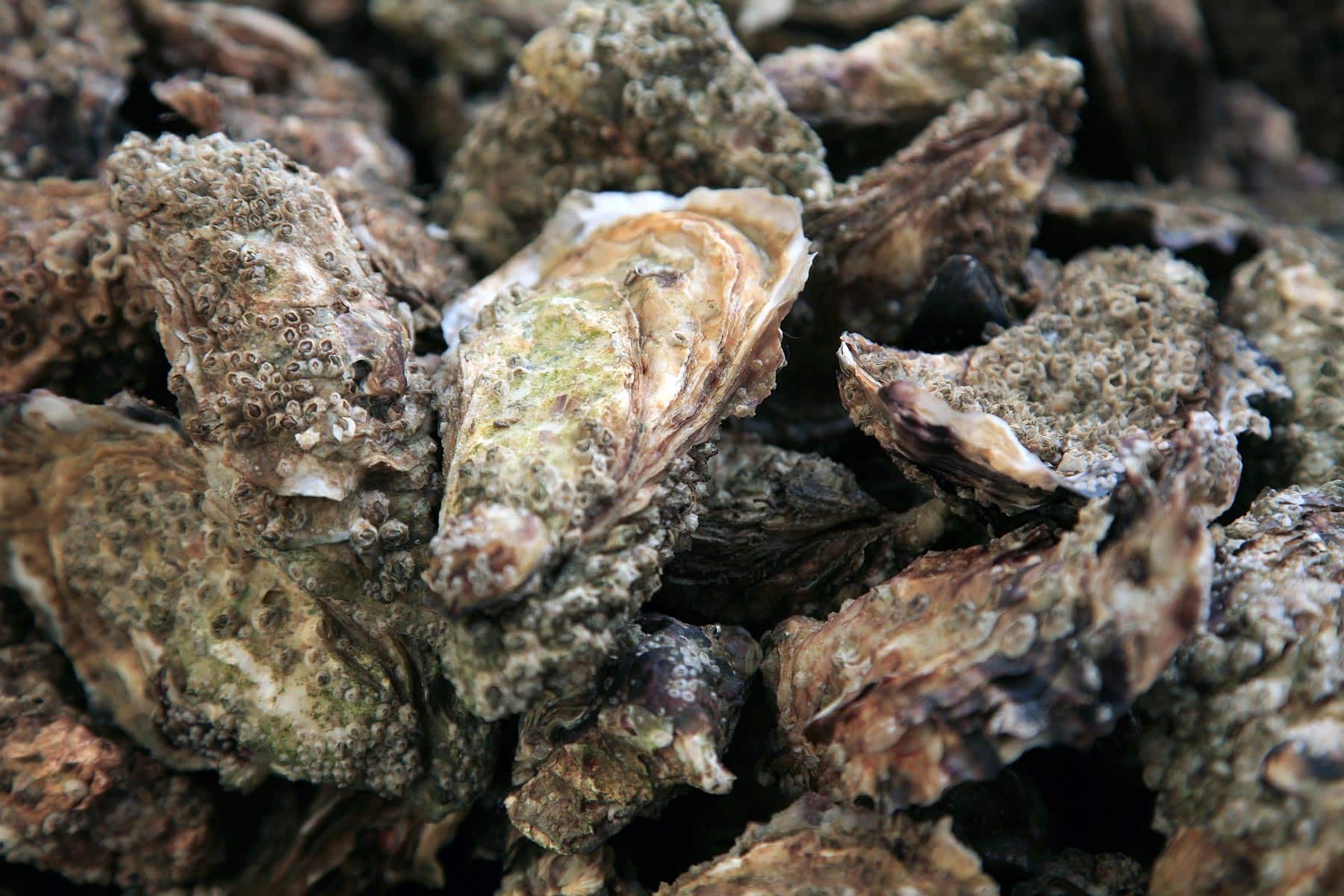 Région Pays de la Loire shutterstock 84587575 ©foodpictures oysters from noirmoutier