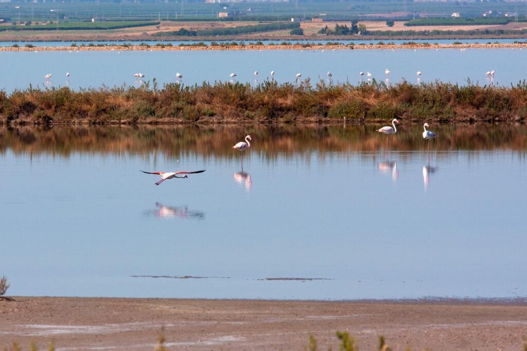 shutterstock 1714314709 fabiomitidieri margherita di savoia italy puglia flamingos in one of the salt marshes